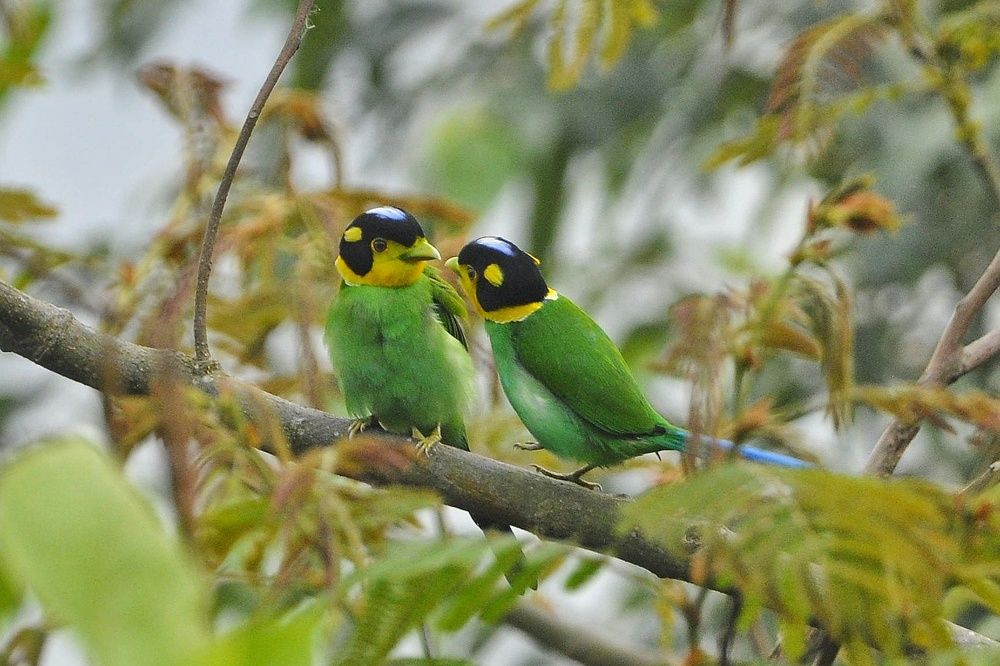 Photograph by Sujoy Chanda