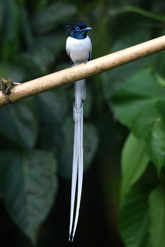 Photograph by Sujoy Chanda