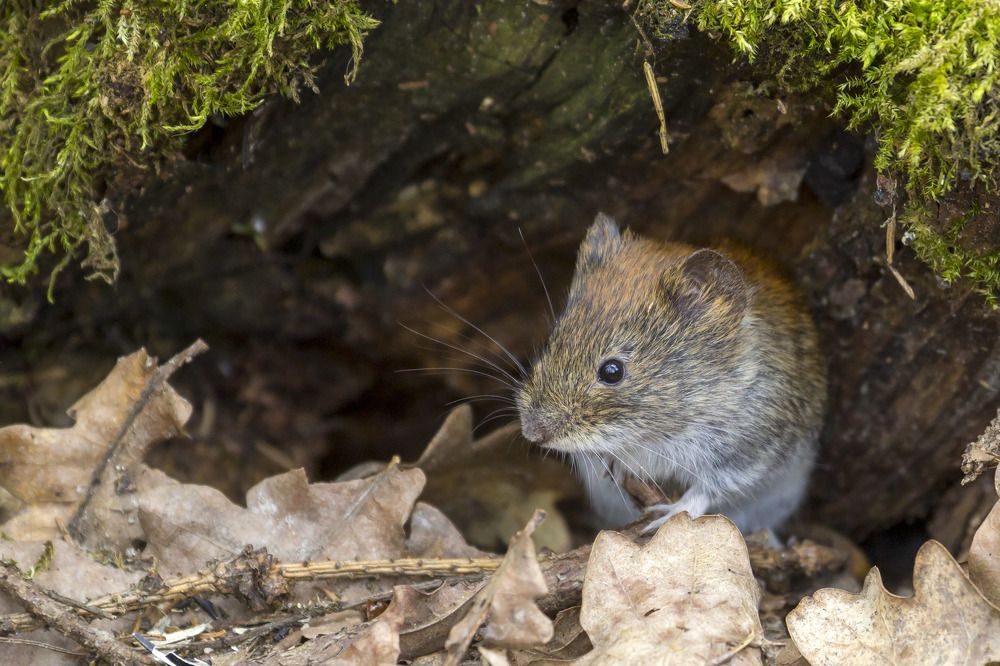 Полёвка рядом со своим убежищем
