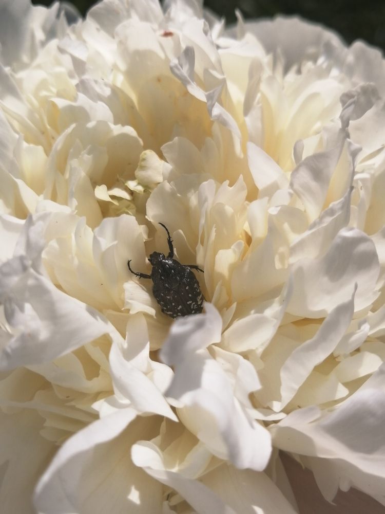 Photograph by Tany Pol