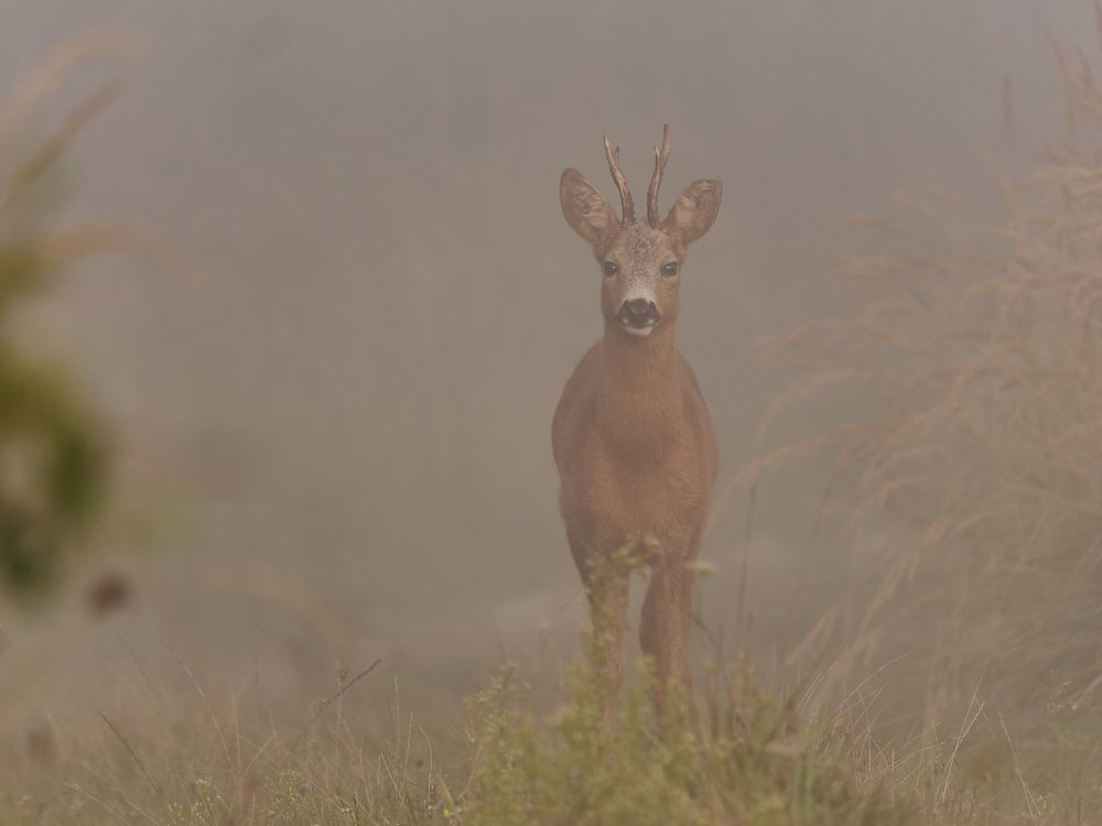 *Meeting in the fog*
