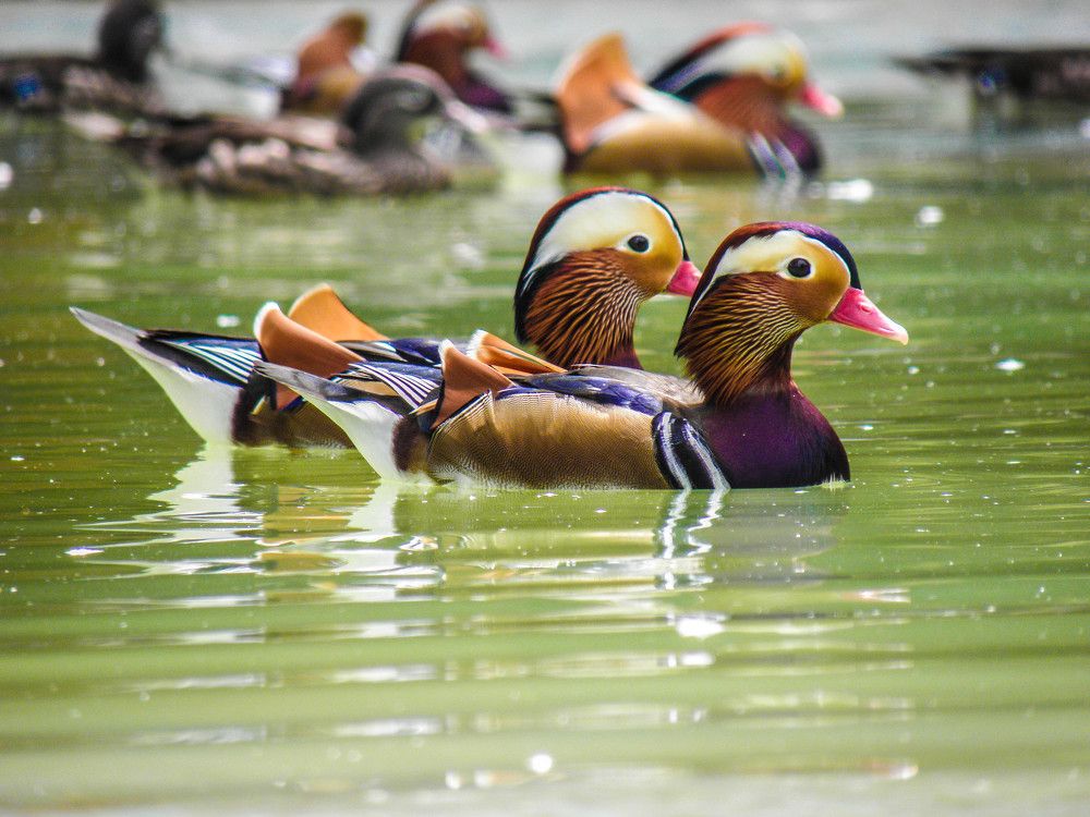 Фотография автора Suman Roy