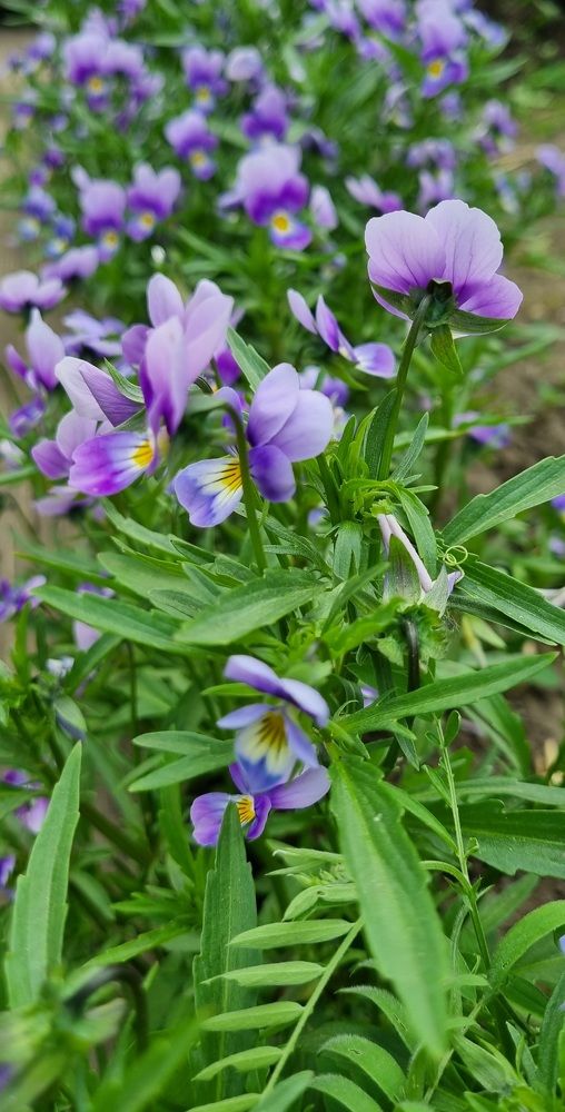 Photograph by Swetlana