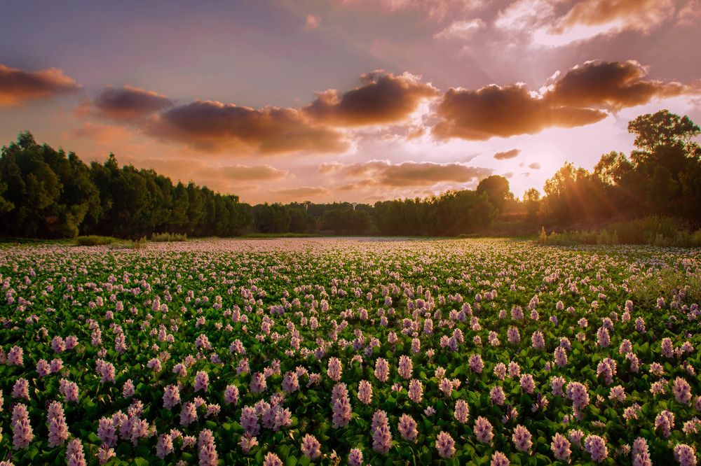 Photograph by Talli Mausovicius