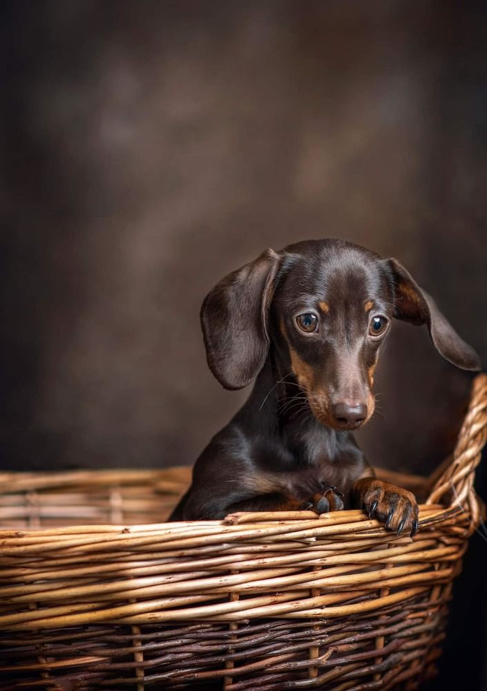 Фотография автора Agnes Veres