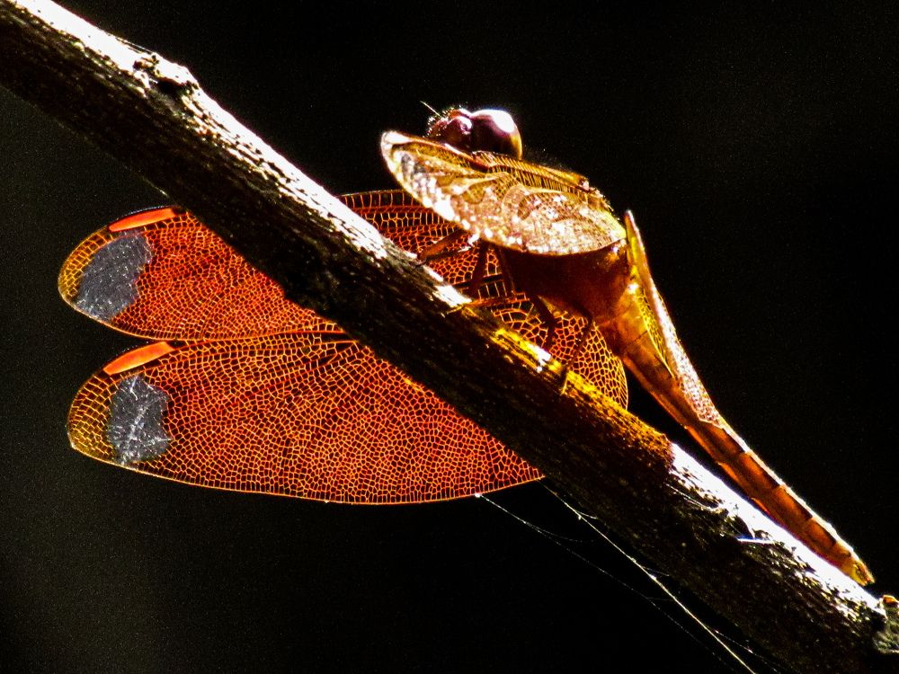 Photograph by SUSMITA SARDAR