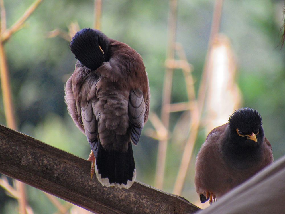 Photograph by SUSMITA SARDAR