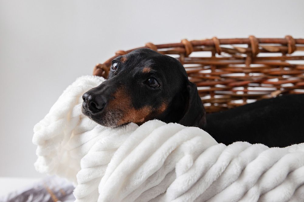 Photograph by Татьяна Линькова