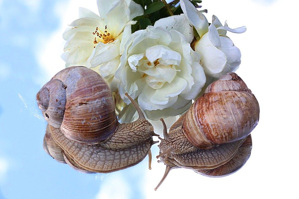 Love story of two snails inlove
