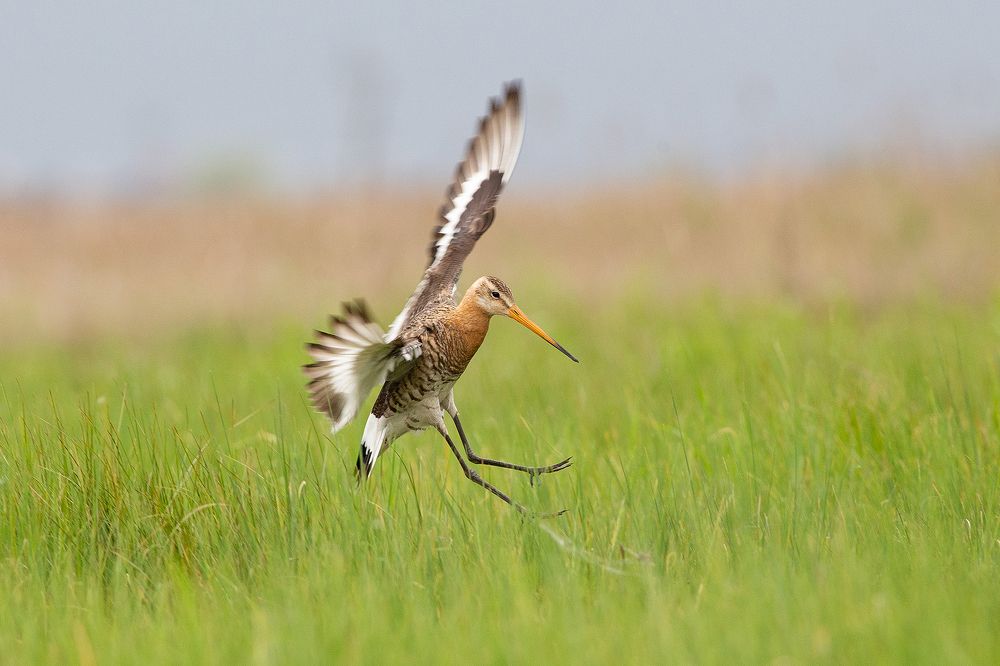 Photograph by Сосновских Вячеслав