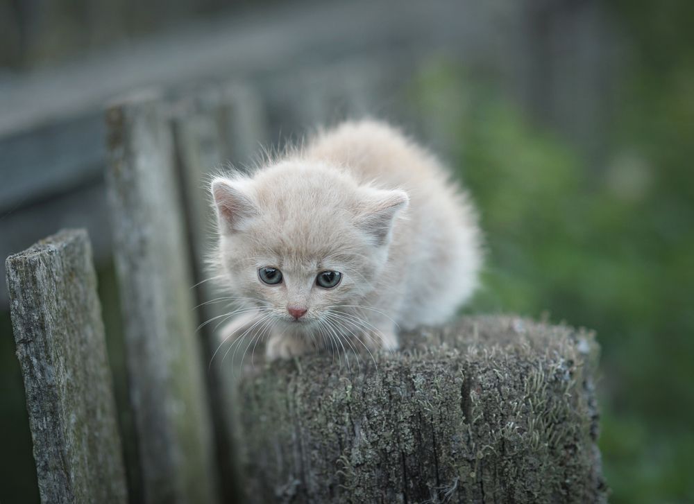 Photograph by Александр Гвоздь