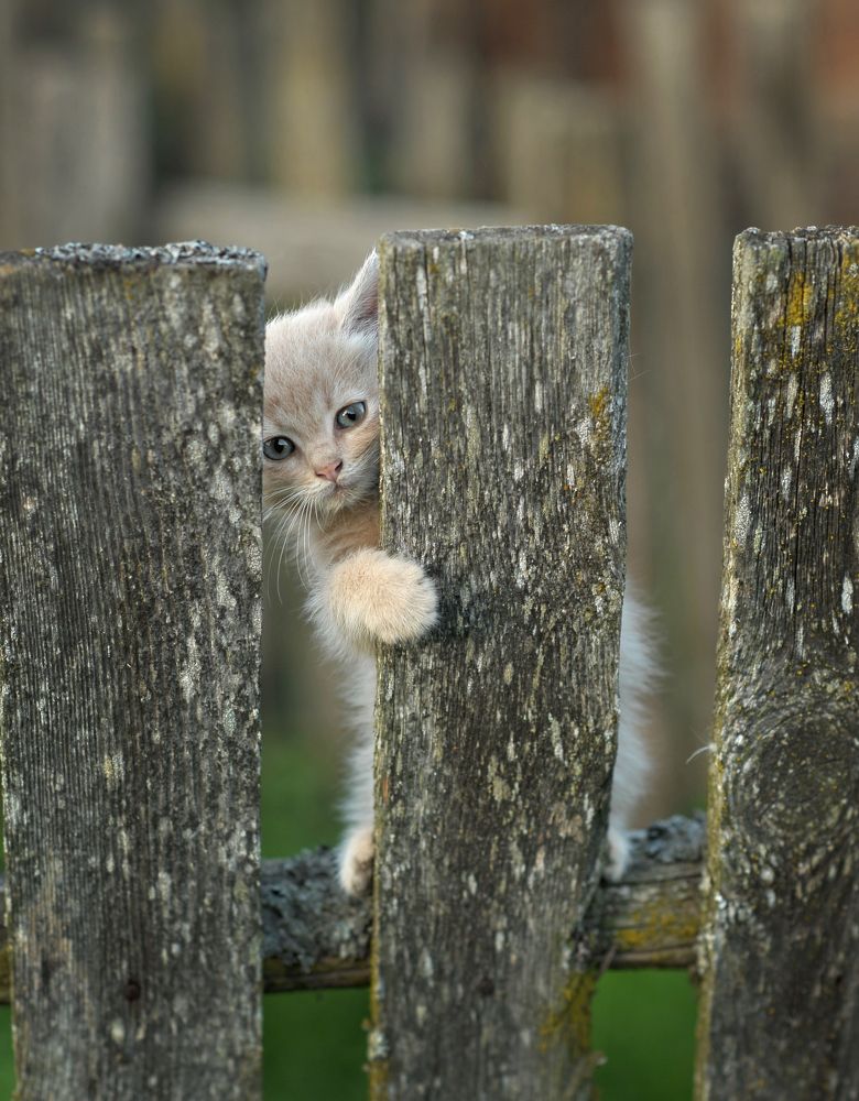 Photograph by Александр Гвоздь