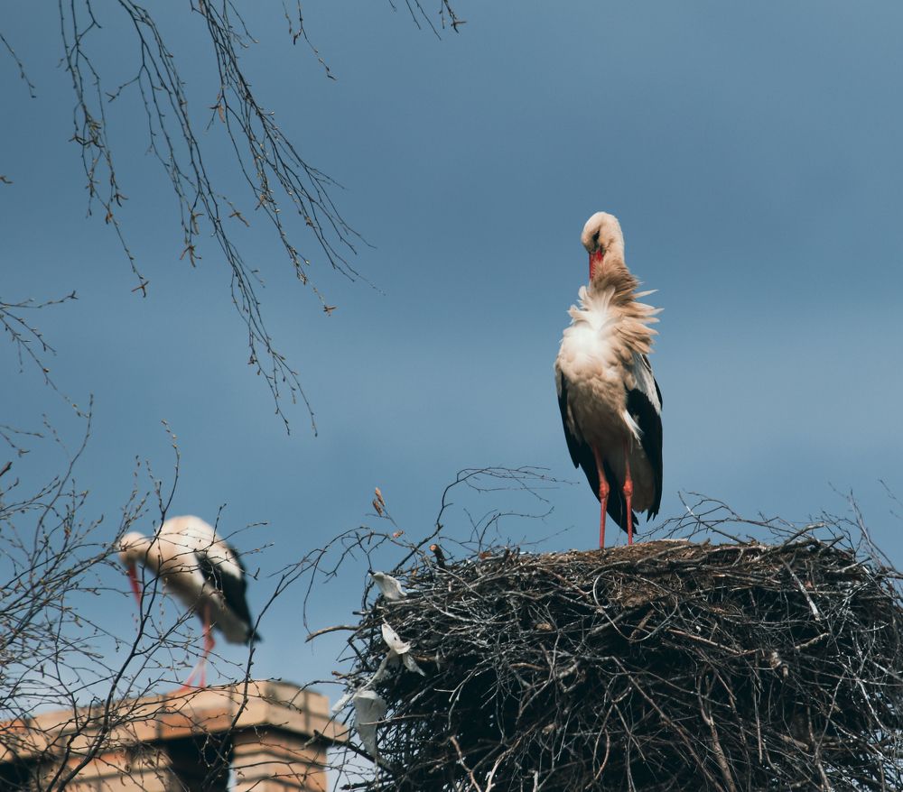 Photograph by Анна Чадова
