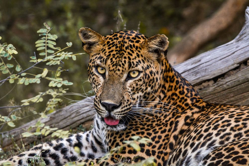 Photograph by Pakalon Janakan