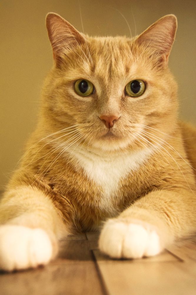 Кот Василий