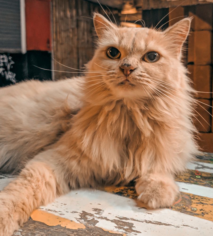 Photograph by Furqan Ahmed Golandaz