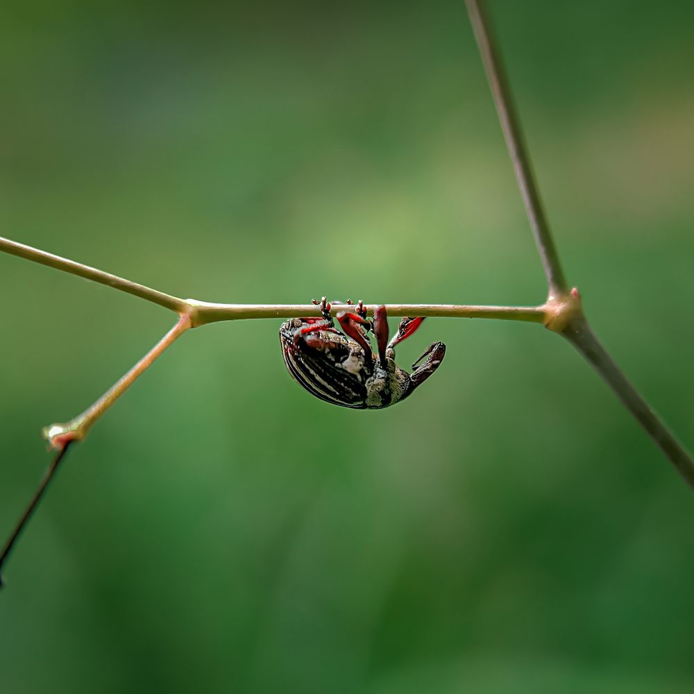 Photograph by Milinda Ashan Rajapaksha