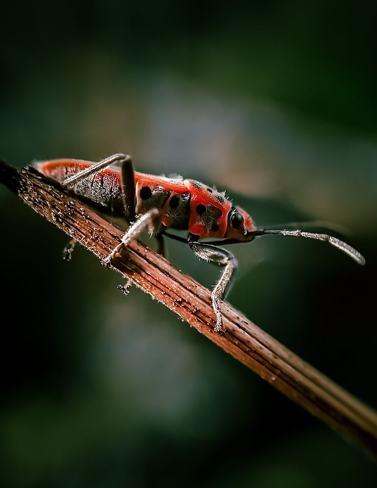 Photograph by Milinda Ashan Rajapaksha