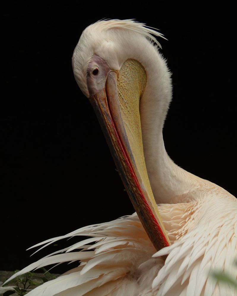 Shy White Pelican