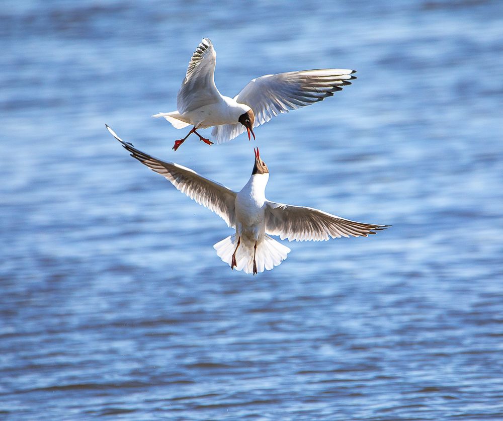 Танцы Озёрных чаек.