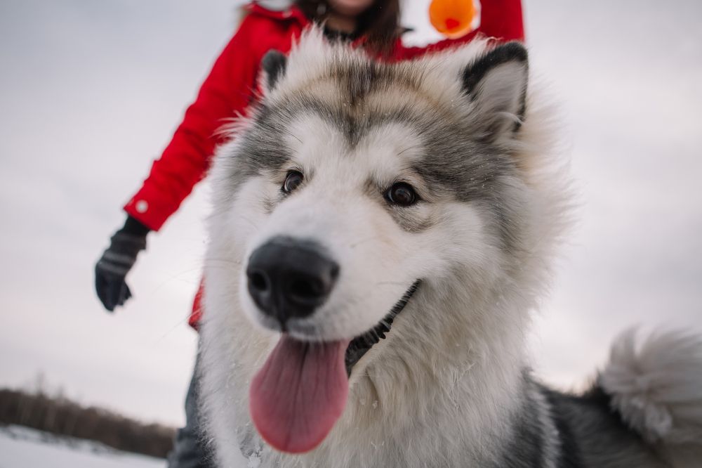 Photograph by Дарья Белякова