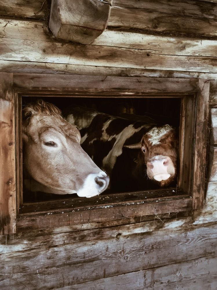 Photograph by Марина Танаева