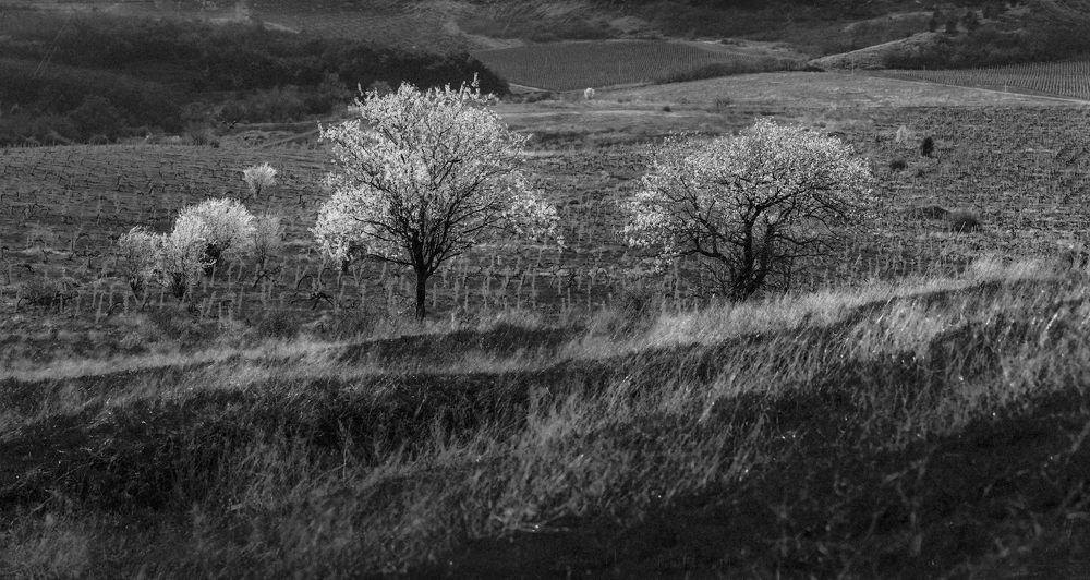 Photograph by Андрей Гусаченко