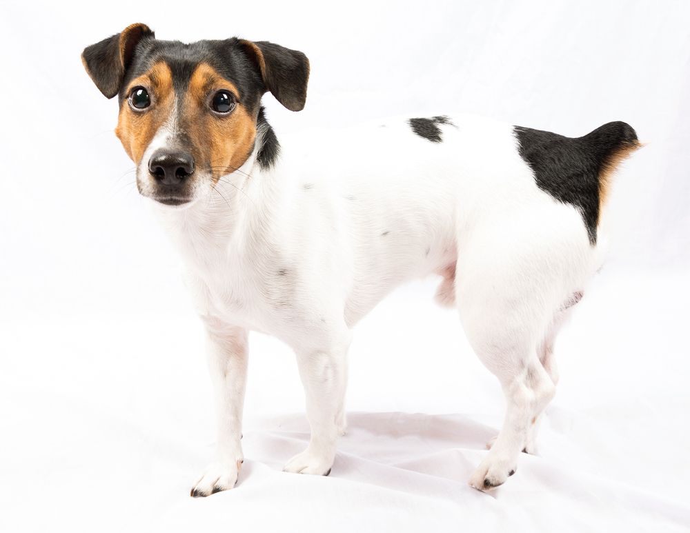 Фотография автора Василев Теодор