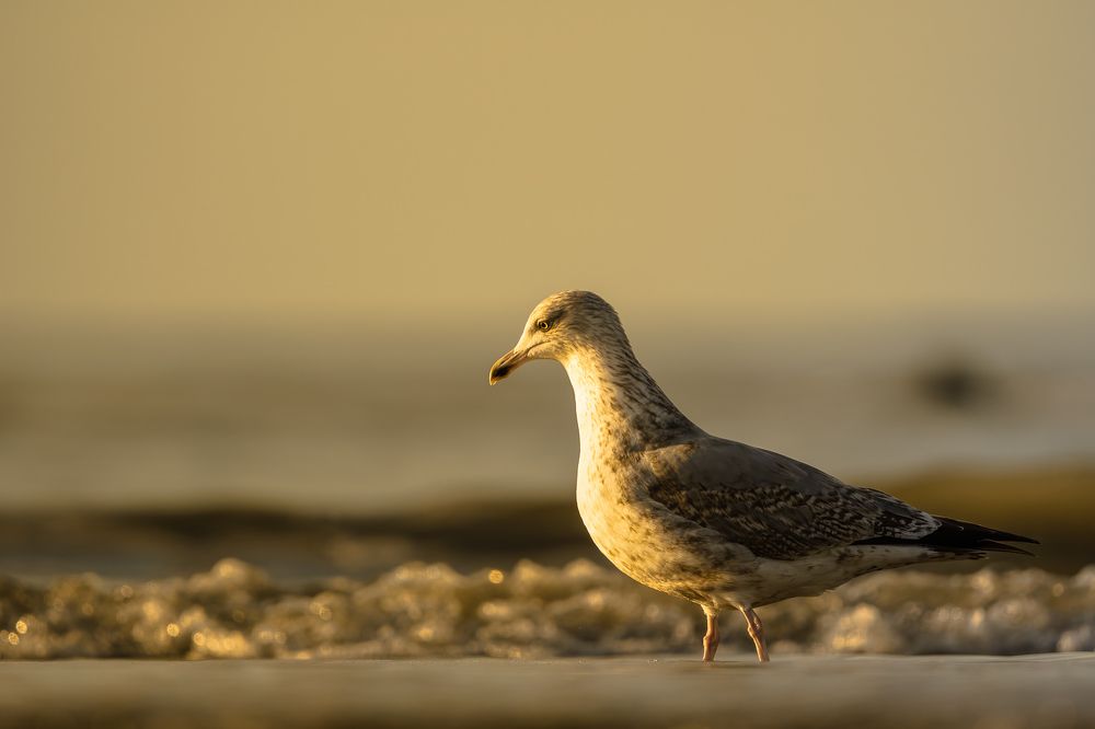 Фотография автора Ovidiu-Daniel Iordache