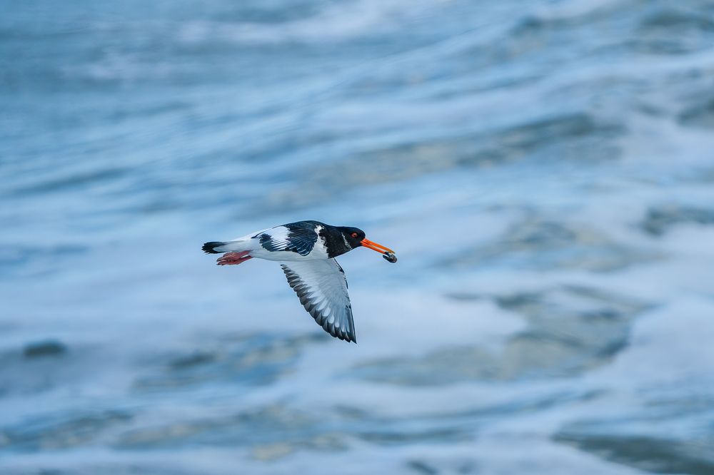 Фотография автора Ovidiu-Daniel Iordache
