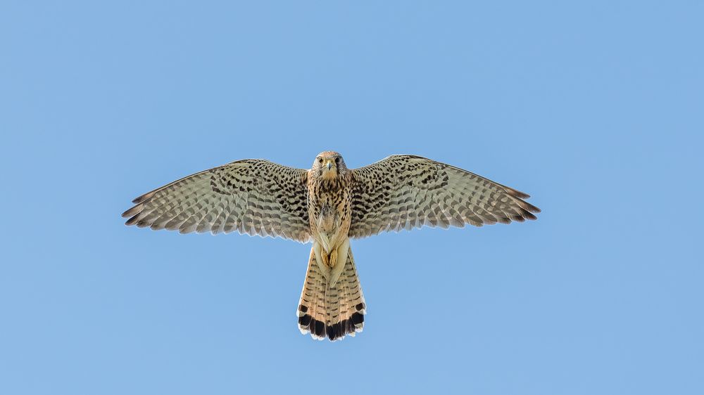 Фотография автора Ovidiu-Daniel Iordache