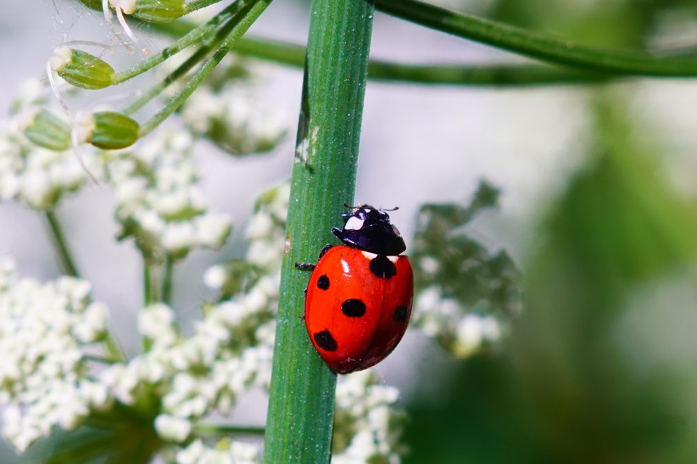 Photograph by Александр Кизим