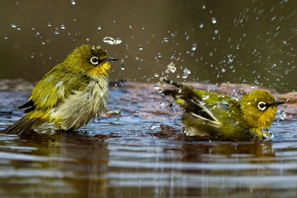 Two little Indian white-eye