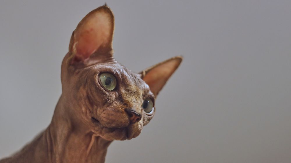 Фотография автора Александра Янчуковская