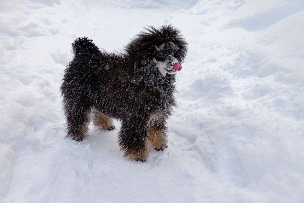 Вкусная снежинка
