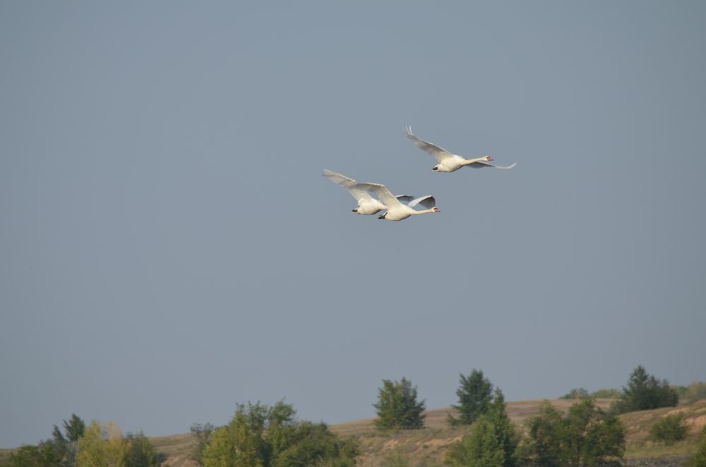 Photograph by Ольга Мокрова