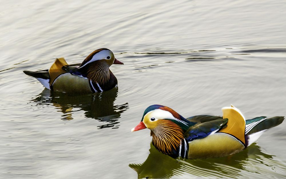 Утка Мандаринка