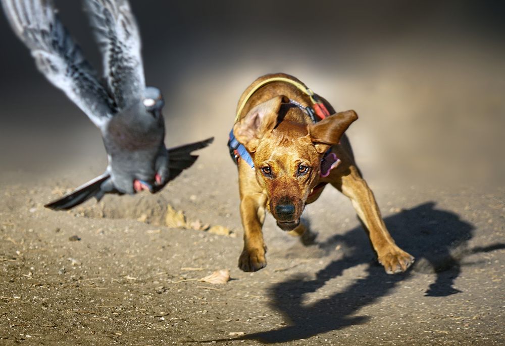 Photograph by Eduardo Modolo