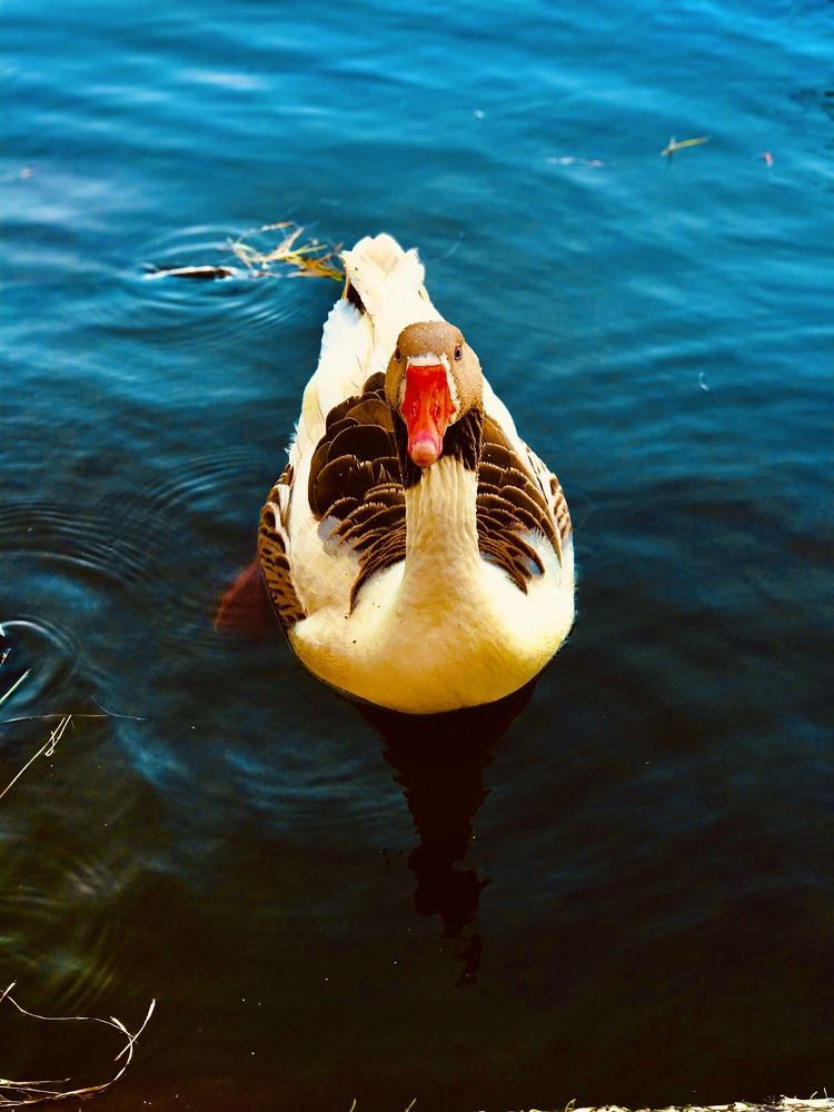 Photograph by siham Alsuwayah