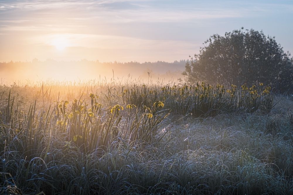 Роса и ирисы