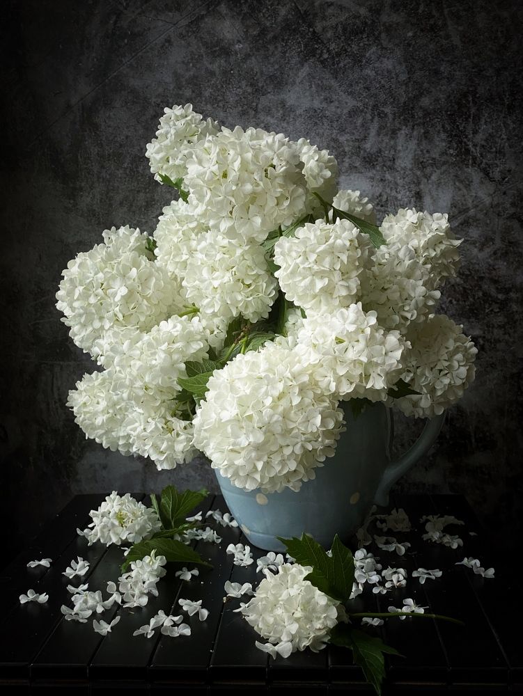 Калина бульденеж