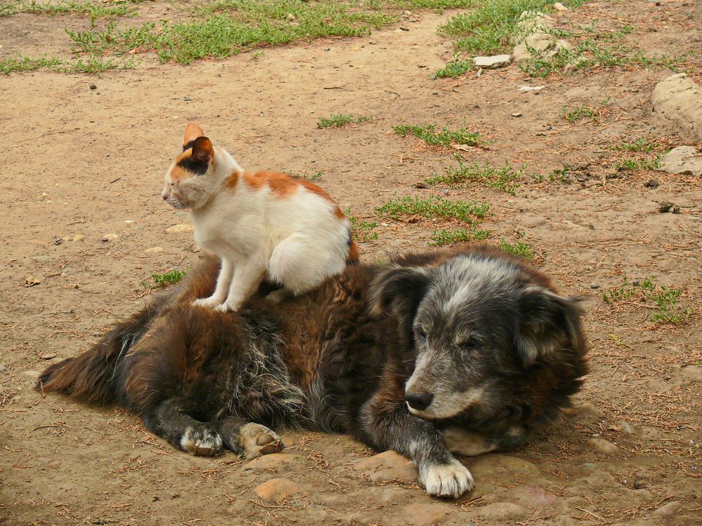 Фотография автора Анатолий Борисов