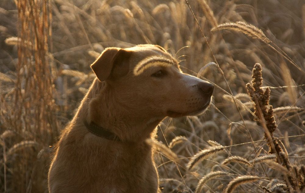 Хозяйка, может мне тоже к бровисту сходить?