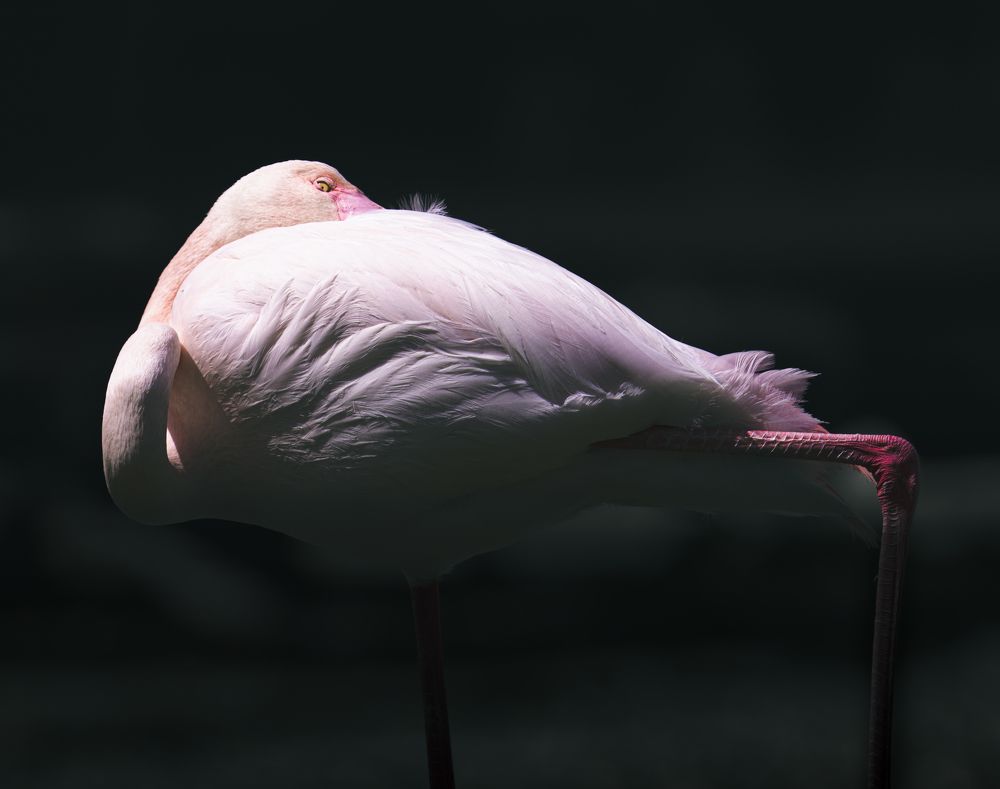 Фотография автора Mohammad Alhadhoud