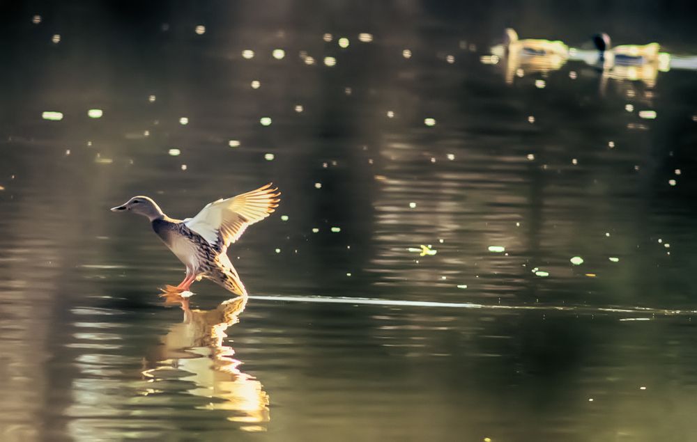 Photograph by Александр Вольхин