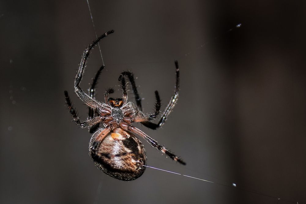 Photograph by Дмитрий Кожепенько