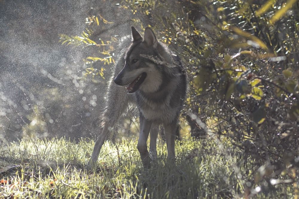 Photograph by Ivan Tamba