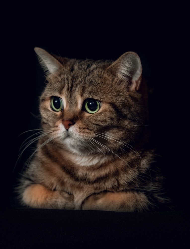 Фотография автора Константин Яковлев