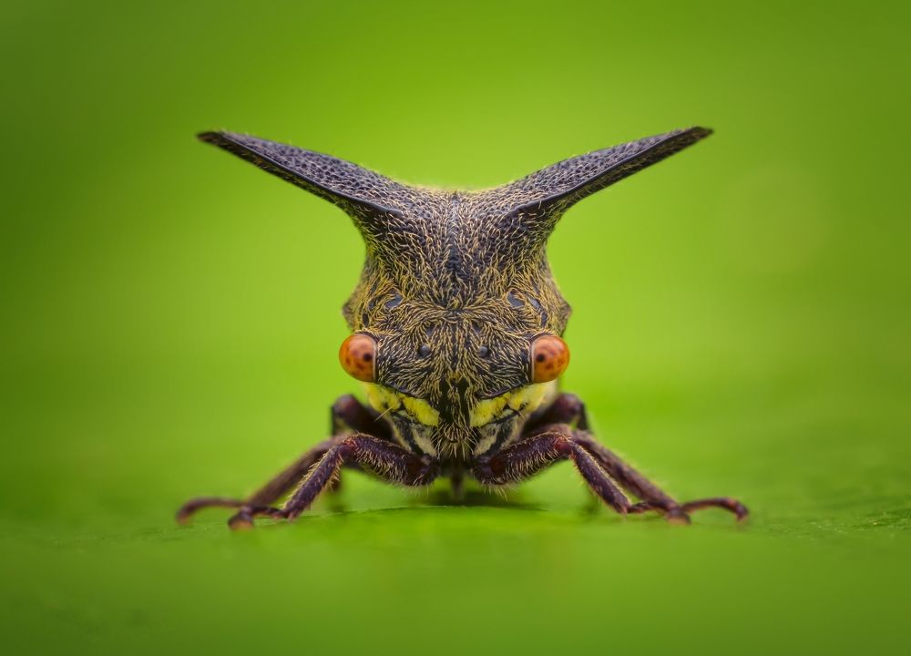 Photograph by Azhar Hotplate