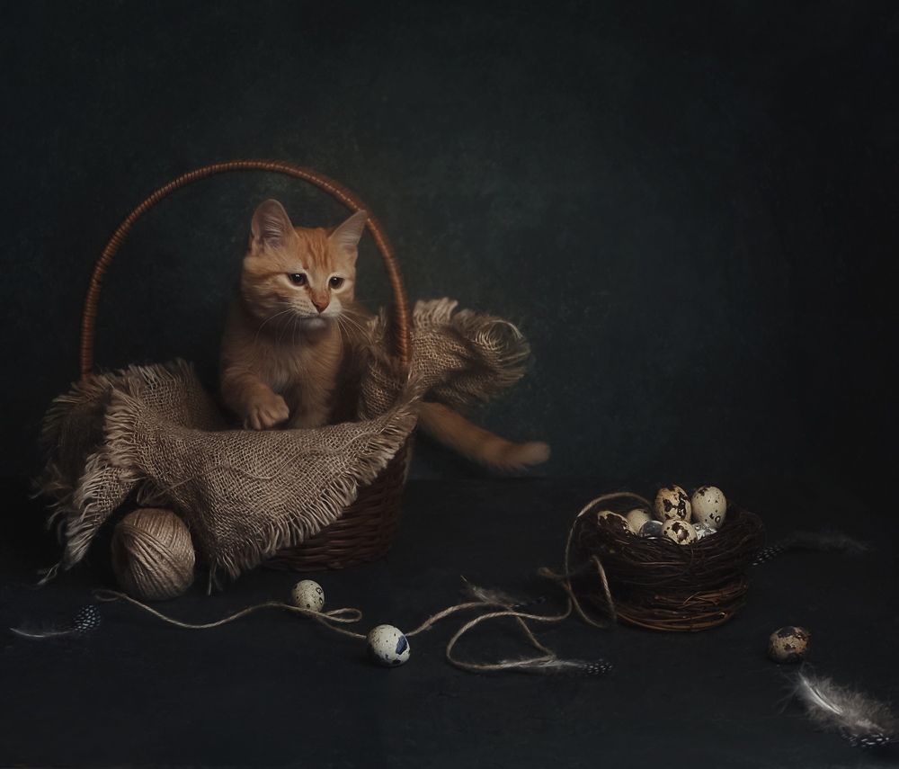 Фотография автора Виктория Шаманова